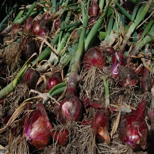 freshly harvested red onions with green stems and roots in a garden bed