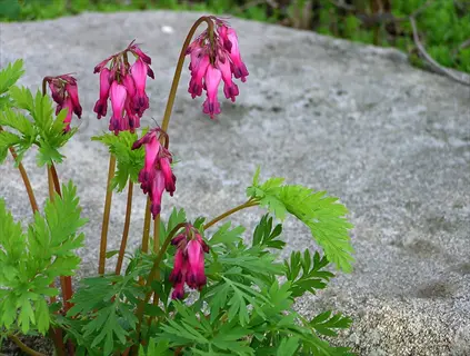 fringed bleeding heart native plant with pink heart-shaped flowers and fern-like green foliage growing on a rock