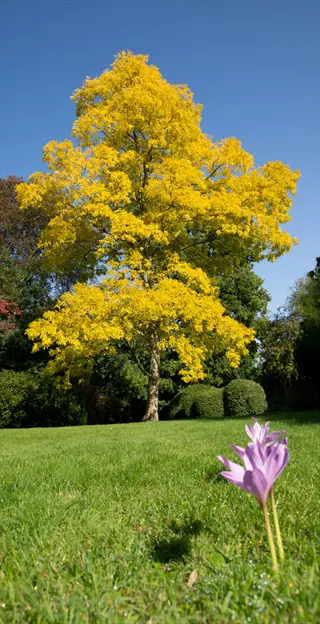 frisia black locust foliage glowing yellow above a green lawn and purple flower