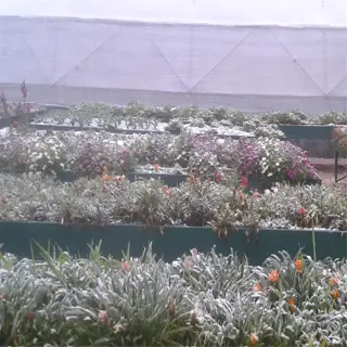 frost cloth garden cover protecting plants from light snow