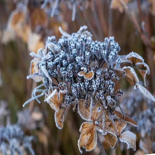 frost-covered hydrangea plant in winter with snow clinging to dried flower heads and leaves
