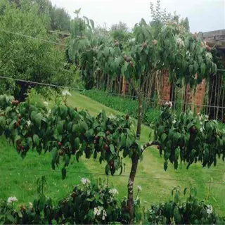 fruit tree espaliered against a wall, demonstrating sunlight shaping for optimal fruit exposure and tree growth management