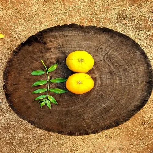 fruit trees mulch circle: circular tree trunk slice on dry mulch, displaying two yellow citrus fruits and green leafy branch