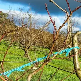 fruit trees with branches tied for shaping, demonstrating directional pruning to promote proper growth and fruiting structure