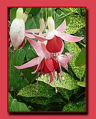 fuchsia hanging basket blooms: pink-white petals with dark red corollas dangle from stems above variegated foliage. framed in red