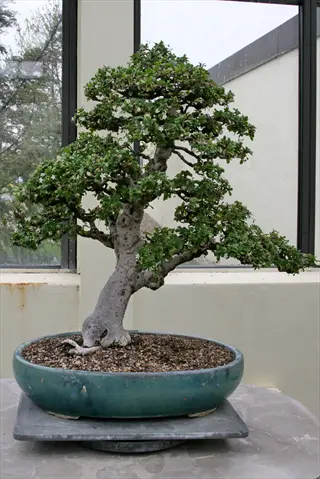 fukien tea bonsai tree in blue ceramic pot displayed indoors