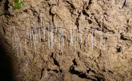 fungal hyphae on soil (associated with fungus gnats habitat)