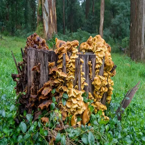 fungi colony growing on a decaying tree stump: potential root rot treatment plants aiding forest decomposition