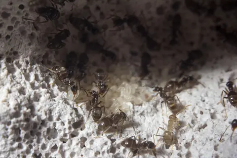 garden ant nest with workers tending eggs/larvae on porous substrate