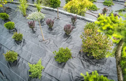 garden bed with black landscape fabric and dwarf mondo grass border edging various shrubs