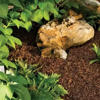 garden bed with dark brown shredded leaf mulch around a weathered rock feature, surrounded by lush green hydrangeas and ferns under dappled sunlight