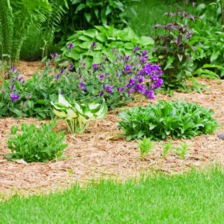 garden bed with wood chip/bark mulch (not sawdust garden mulch) around purple flowers, variegated hosta, and green plants in a residential landscape