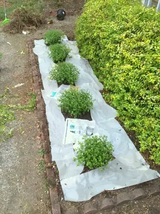 garden bed with young shrubs using newspaper garden mulch and white fabric, brick border, green hedges, and dirt path