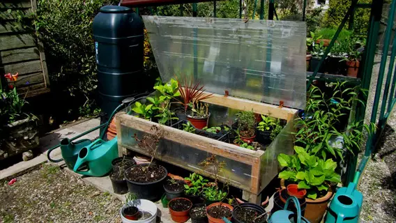 garden cold frame structure for plant protection with open transparent lid, surrounded by potted plants and watering cans in outdoor setting
