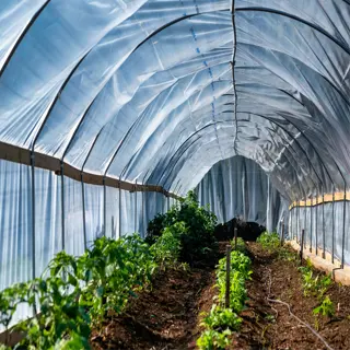 garden fabric row covers protecting plants in a tunnel