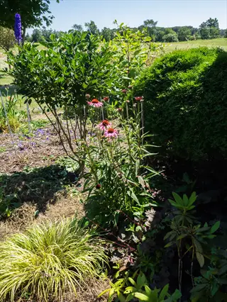 garden featuring ruby star echinacea (pink coneflowers) among lush green shrubs and plants under sunny skies