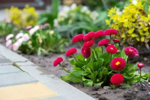 garden featuring vibrant red sombrero hot coral echinacea flowers with green foliage beside a stone path