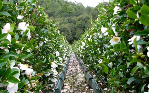 garden pathway flanked by rows of blooming setsugekka camellia flowers with lush green foliage and mountain backdrop