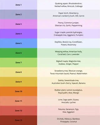 garden planting schedule chart showing 13 planting zones with corresponding plants for each zone (succession sowing reference)