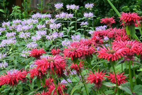 garden scene featuring lavender monarda flowers and vibrant red monarda blooms amidst green foliage