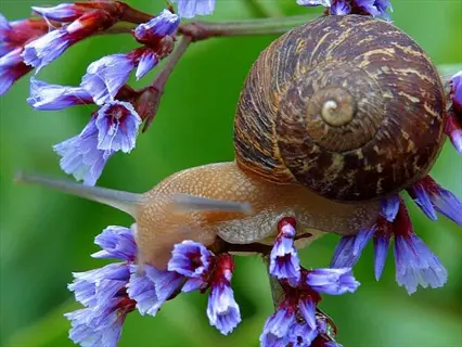 garden snail (terrestrial slug) on purple flowers, illustrating garden slugs plants interaction