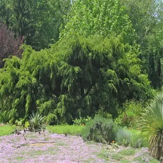 garden with creeping thyme ground cover and various shrubs
