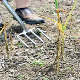 gardener using a fork tool to harvest garlic bulbs from the soil