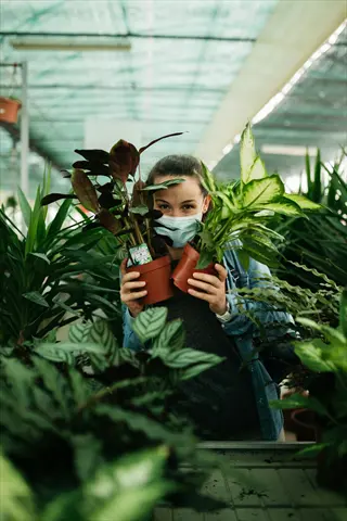 gardener wearing mask holds two potted tropical plants (calathea and dieffenbachia) in a lush greenhouse. plant tags visible; denim jacket and greenery surround the scene