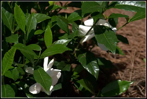 gardenia august beauty plant with glossy green leaves and white flowers blooming in sunlight