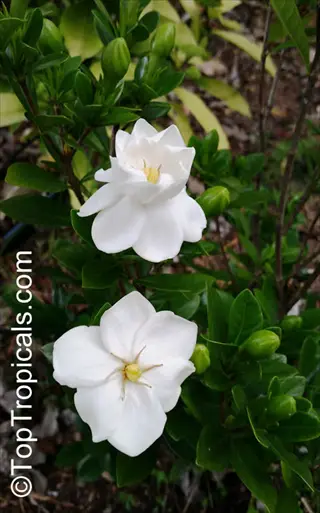 gardenia 'crown jewel' white flowers with green leaves and buds
