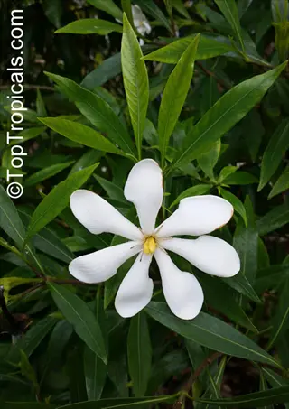 gardenia frostproof white flower blooming amid green foliage