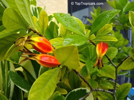 gardenia mystery flower with vibrant red-orange fruits and dewdrops on lush green foliage