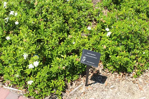 gardenia radicans dwarf plant with white flowers and identification label