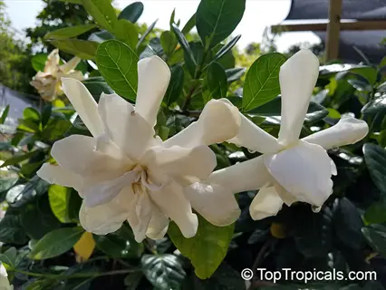 gardenia veitchii blooms with water droplets, lush green foliage background