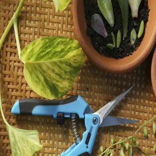 gardening tools and supplies including pruning shears, a small pot with plant cuttings, and a bowl of rooting hormone powder
