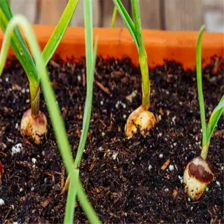 garlic bulbs planted in soil with green shoots emerging