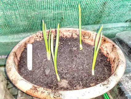 garlic growing in a terracotta pot with slender green shoots emerging from dark soil, featuring a plant label and green mesh background