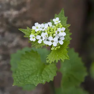 garlic mustard (alliaria petiolata) in bloom with white flower clusters and heart-shaped leaves, classic garlic mustard forest invasion