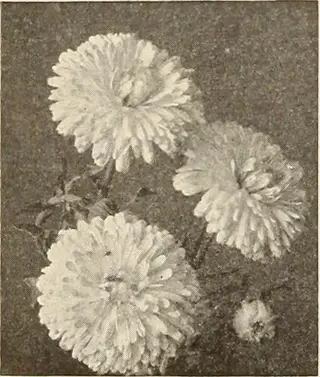 german calendula variety: vintage sepia-toned photo of double-bloomed flowers with fluffy petals, similar to erfurter orangefarbige, against dark textured background