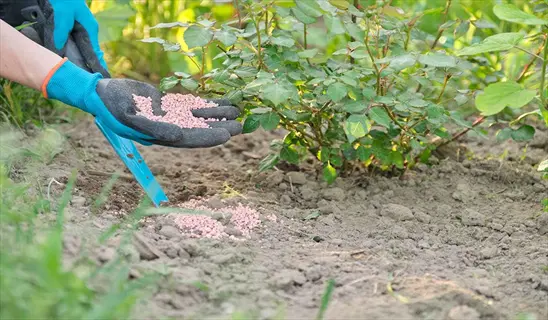 gloved hand applying pink garden lime pellets to soil near green shrubs using a blue trowel in a sunny garden