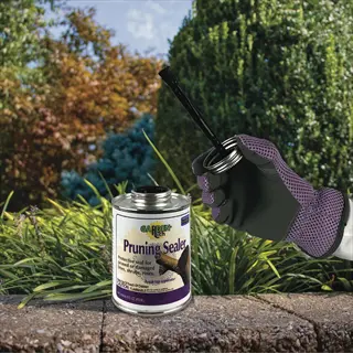 gloved hand applying rose pruning sealer from a labeled can outdoors, with shrubs and stone wall background