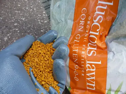gloved hand holding corn gluten garden fertilizer from luscious lawn organic bag - natural pre-emergent for weed control