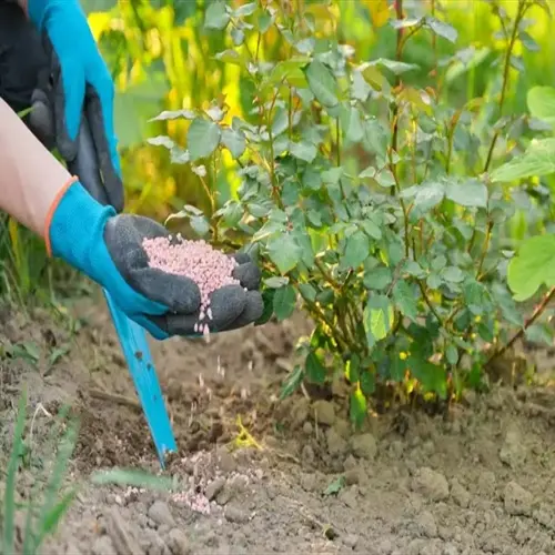 gloved hands applying pink fertilizer granules to a rose plant in a sunlit garden, demonstrating rose garden fertilization