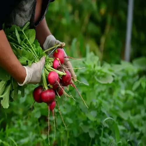gloved hands holding a fresh radish garden harvest with vibrant green leaves