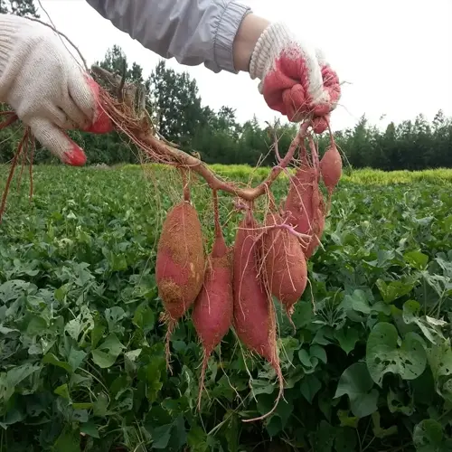 gloved hands holding freshly harvested sweet potatoes with roots and soil in a garden. sweet potato garden harvest