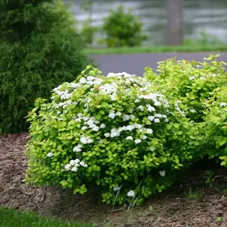 glow girl spirea gold shrub with white flowers and golden-green foliage in a garden setting near a road