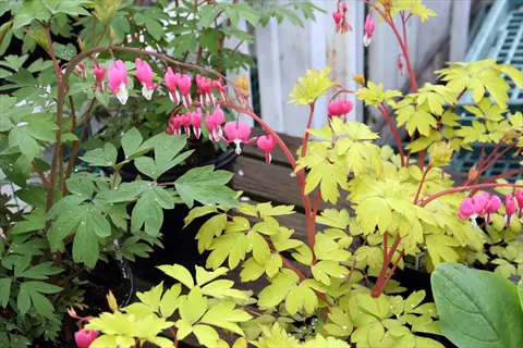gold heart bleeding heart plants with pink heart-shaped flowers and golden foliage