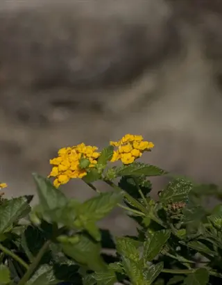 gold mound lantana plant featuring bright yellow clustered flowers and vibrant green leaves