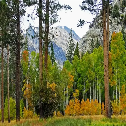 golden aspen grove autumn colors among pines beneath rugged mountain peaks