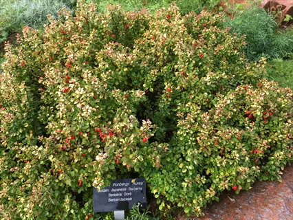 golden barberry (aurea) shrub with red berries and identification label